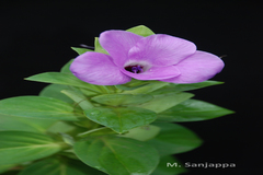 Barleria gibsonii